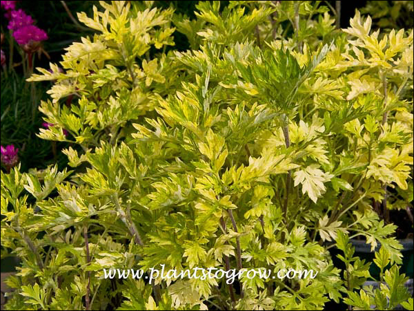 The green foliage is splashed with yellow.